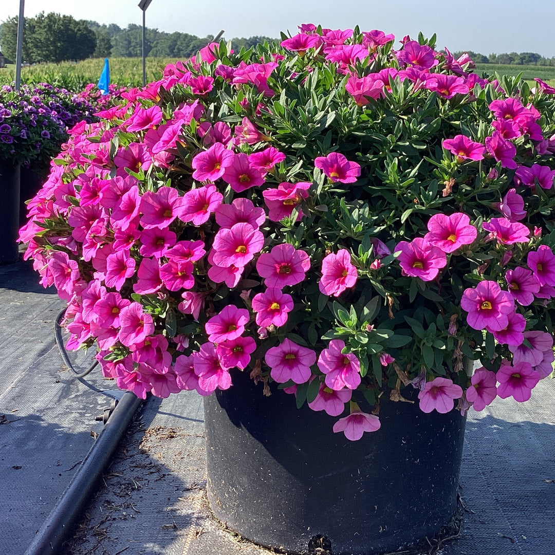 Calibrachoa 'Balcongpik246' ~ Conga™ Pink Kiss Calibrachoa-ServeScape