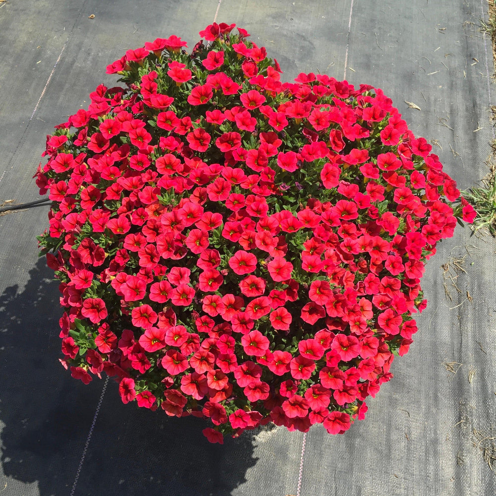 Calibrachoa 'Balcongedi' ~ Conga™ Red Calibrachoa-ServeScape