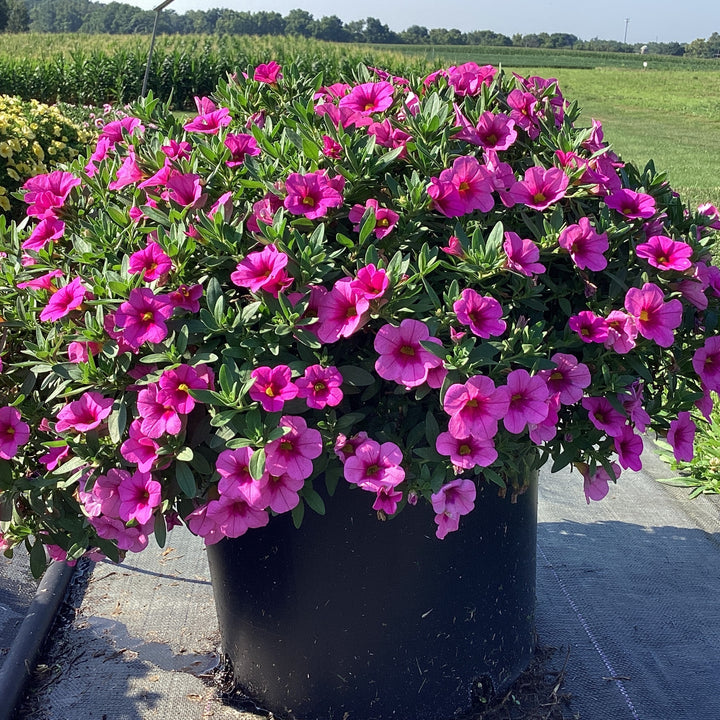 Calibrachoa 'Balcongosiss' ~ Conga™ Rose Calibrachoa-ServeScape