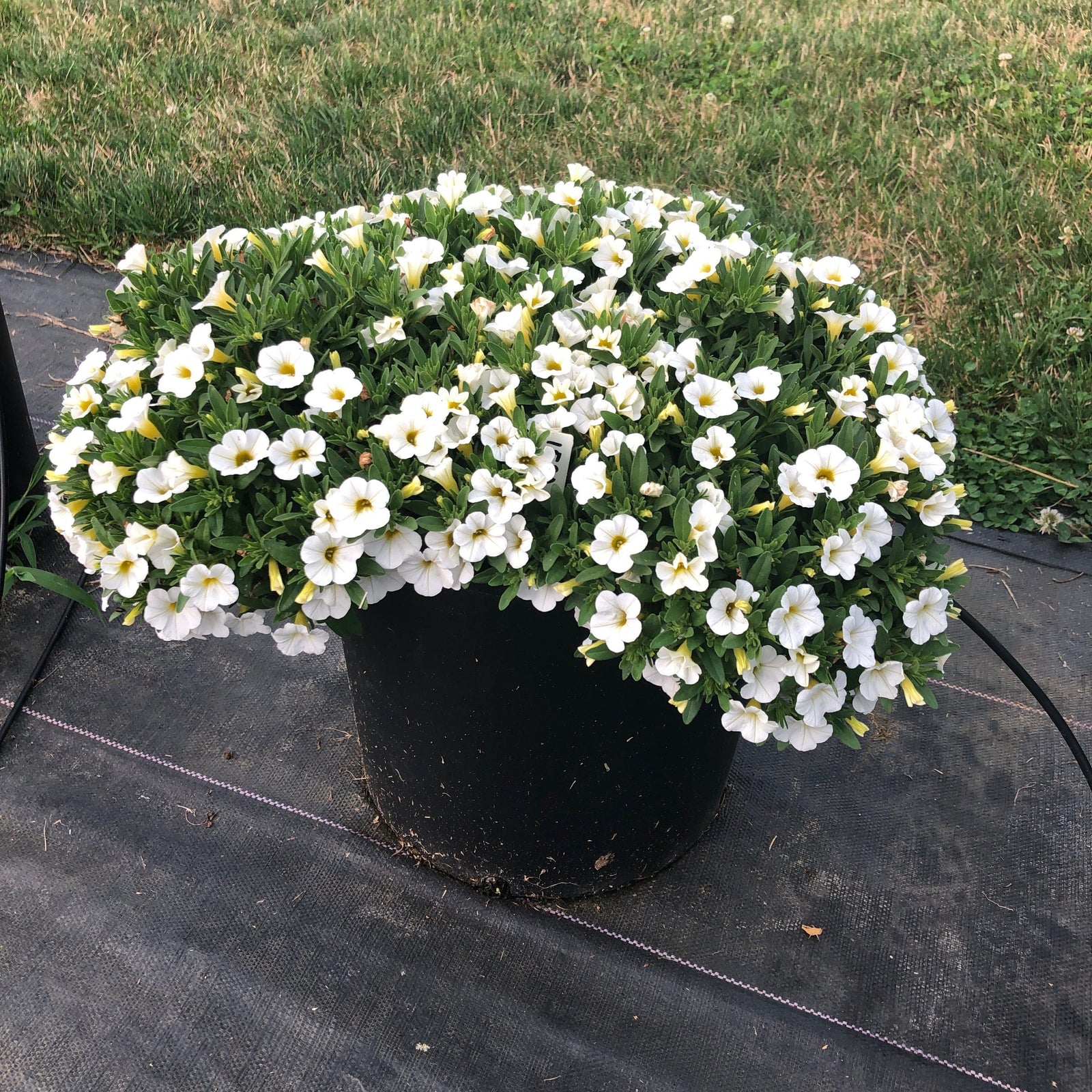 Calibrachoa 'Balcongwiti' ~ Conga™ White Calibrachoa-ServeScape