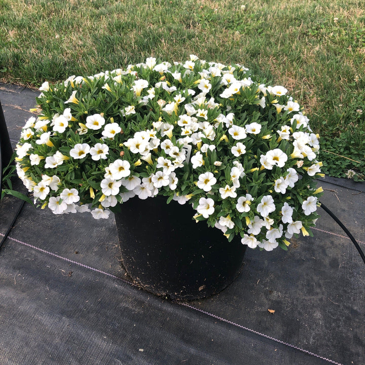 Calibrachoa 'Balcongwiti' ~ Conga™ White Calibrachoa-ServeScape