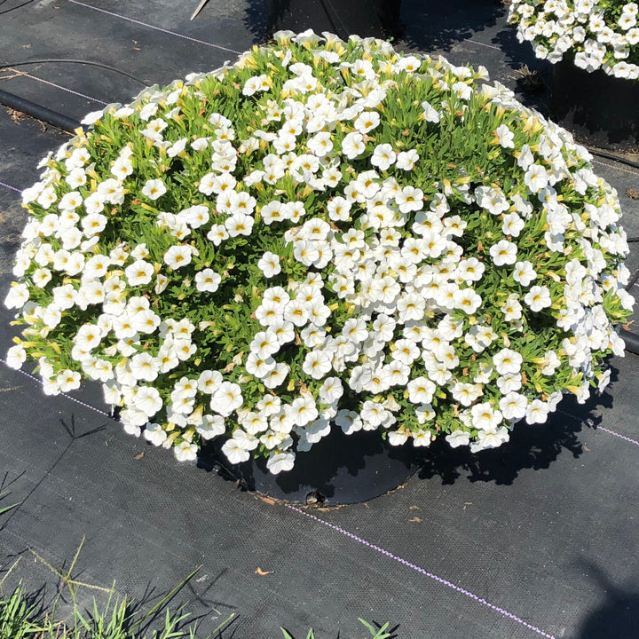 Calibrachoa 'Balcongwiti' ~ Conga™ White Calibrachoa-ServeScape