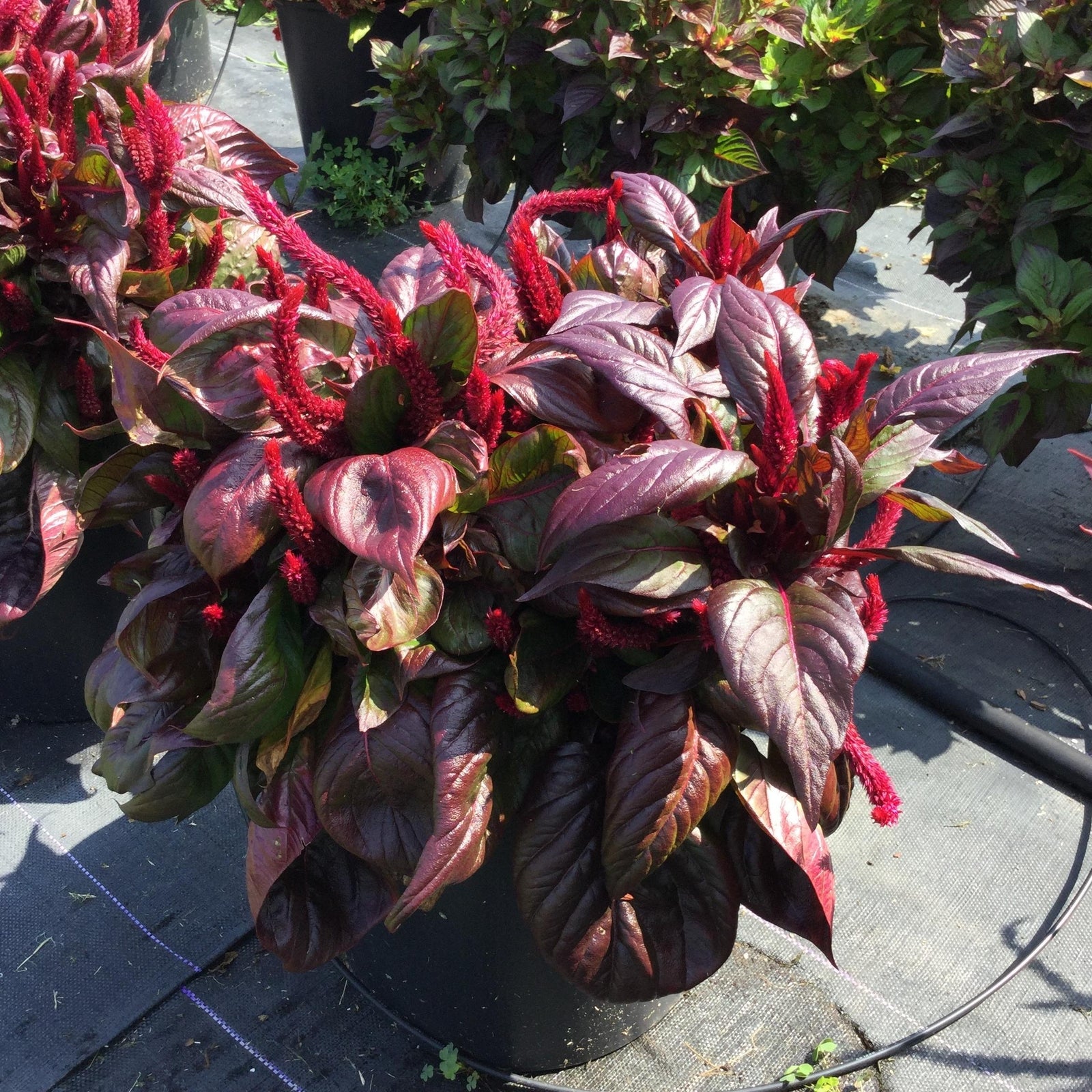 Celosia argentea 'PAS1375173' ~ Sol™ Lizzard Leaf Cleosia-ServeScape