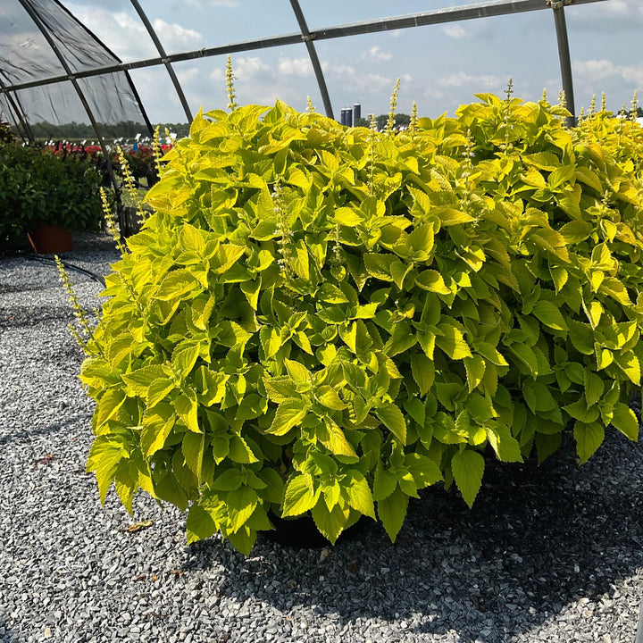 Solenostemon scutellarioides 'Main Street Chartres Street’ ~ Main Street Chartres Street™ Coleus-ServeScape