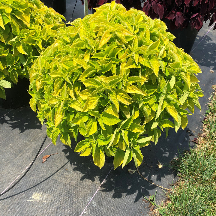 Solenostemon scutellarioides 'Main Street Chartres Street’ ~ Main Street Chartres Street™ Coleus-ServeScape