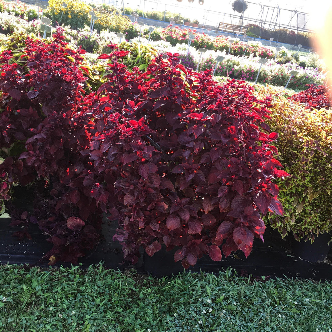 Solenostemon scutellarioides 'Main Street Beale Street’ ~ Main Street Beale Street™ Coleus-ServeScape