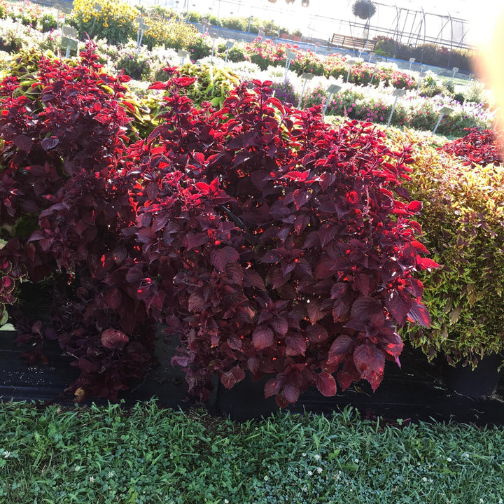 Solenostemon scutellarioides 'Main Street Beale Street’ ~ Main Street Beale Street™ Coleus-ServeScape