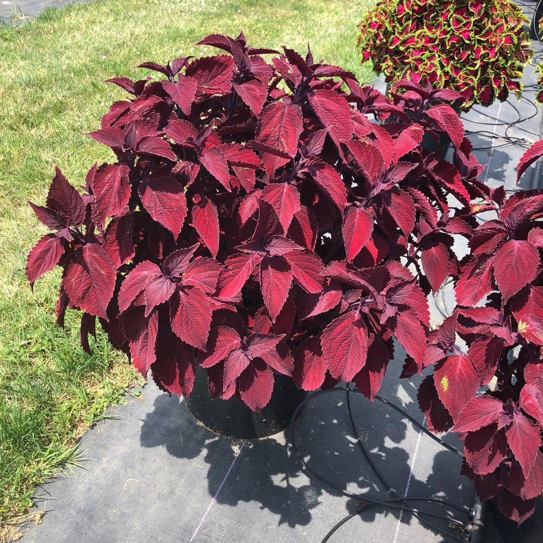 Solenostemon scutellarioides 'Main Street Beale Street’ ~ Main Street Beale Street™ Coleus-ServeScape