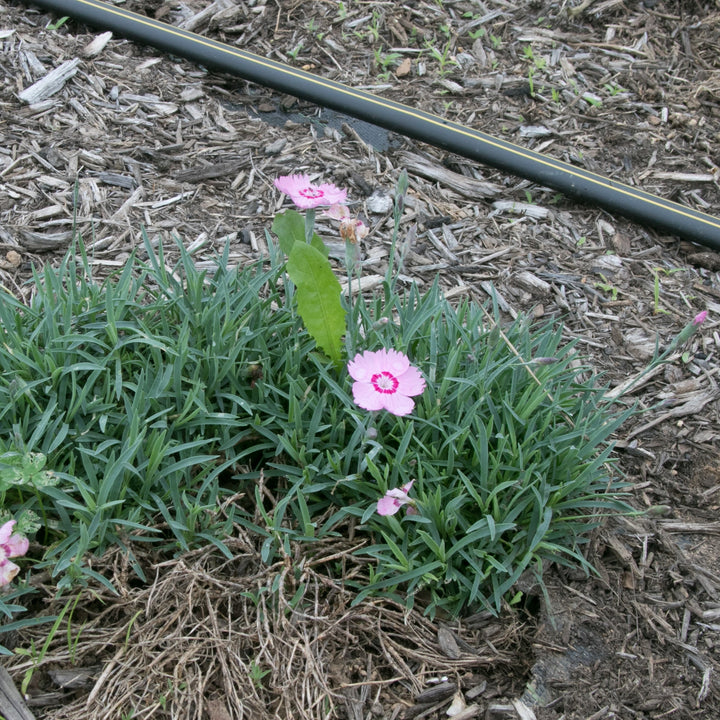 Dianthus x 'KonD1060K3' PPAF ~ Mountain Frost™ Pink Twinkle Dianthus-ServeScape