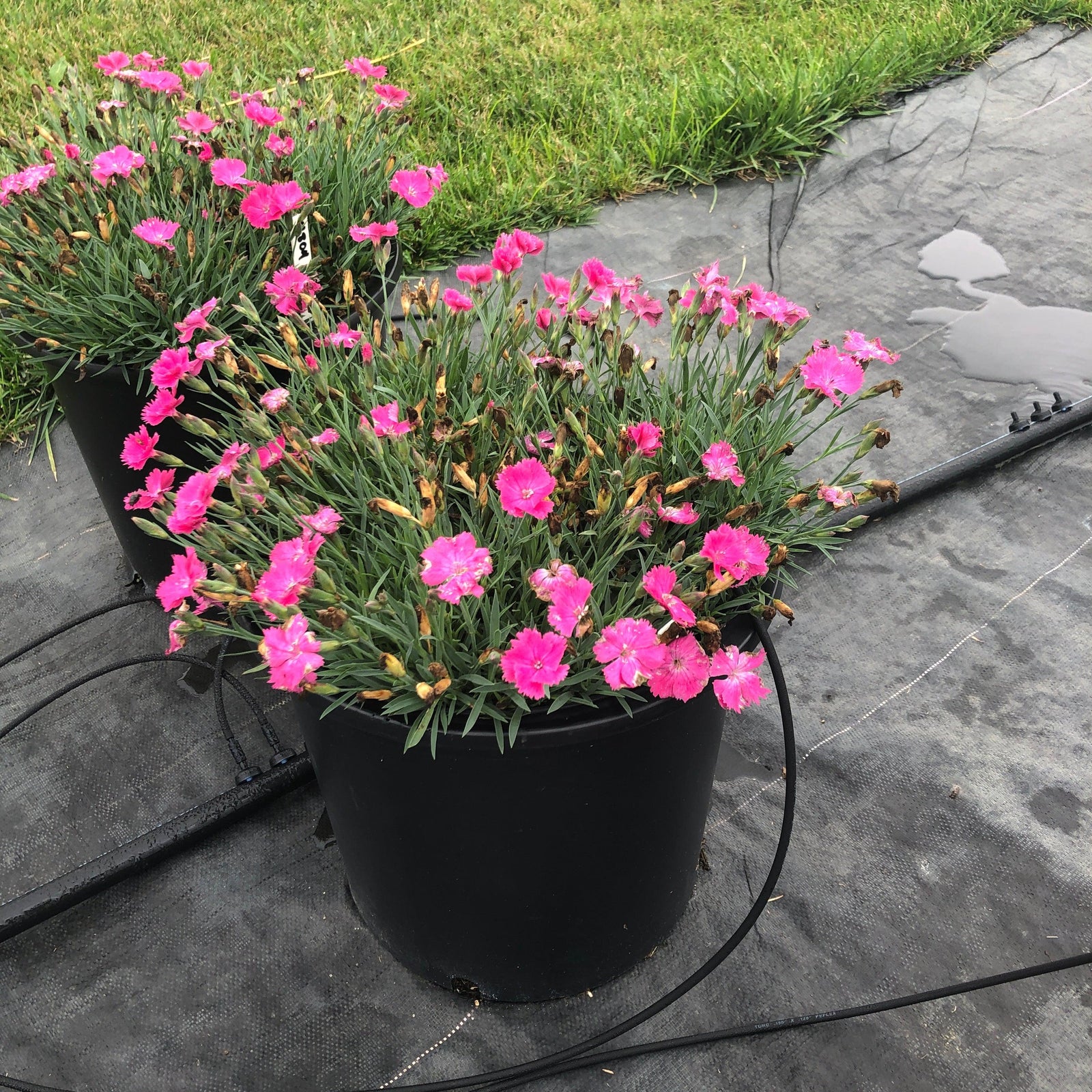 Dianthus 'Uribest52' PP #28,239 Vivid™ Bright Light ~ Vivid™ Bright Light Dianthus-ServeScape