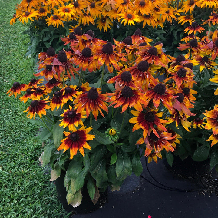 x echibeckia 'Summerina Sunbeat' ~ Summerina® Sunbeat Echibeckia-ServeScape