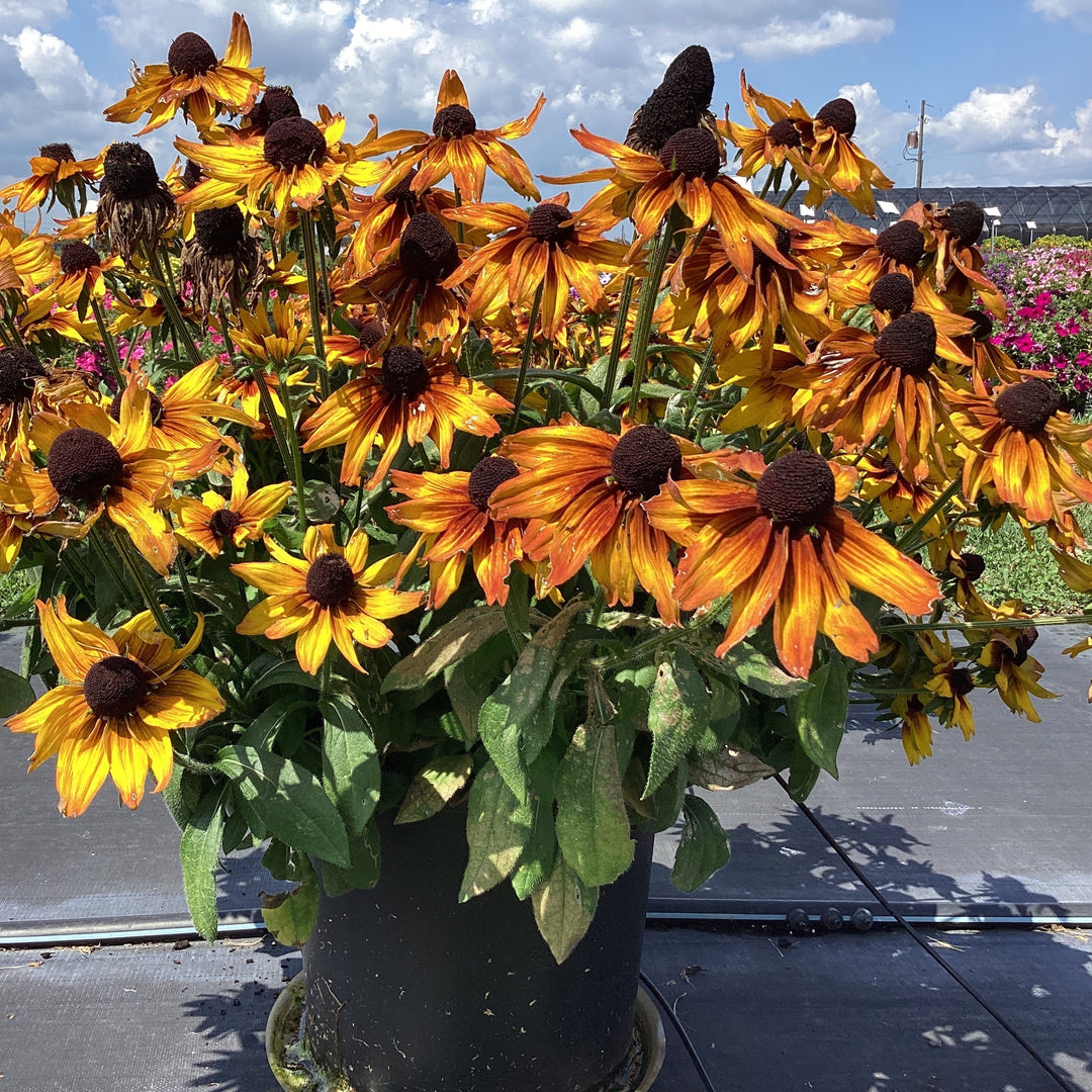 x echibeckia 'Summerina Sunbeat' ~ Summerina® Sunbeat Echibeckia-ServeScape