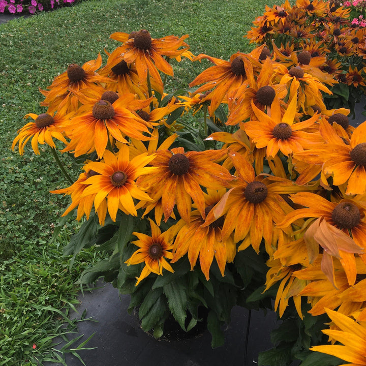 x echibeckia 'Summerina Sunchaser' ~ Summerina® Sunchaser Echibeckia-ServeScape
