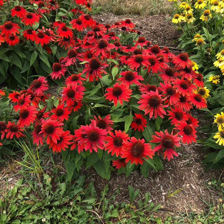 Echinacea x 'Balsomanita' PPAF ~ Sombrero® Sangrita Coneflower-ServeScape