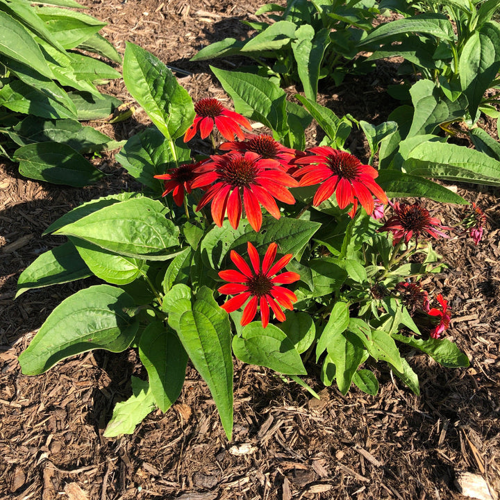 Echinacea x 'Balsomanita' PPAF ~ Sombrero® Sangrita Coneflower-ServeScape