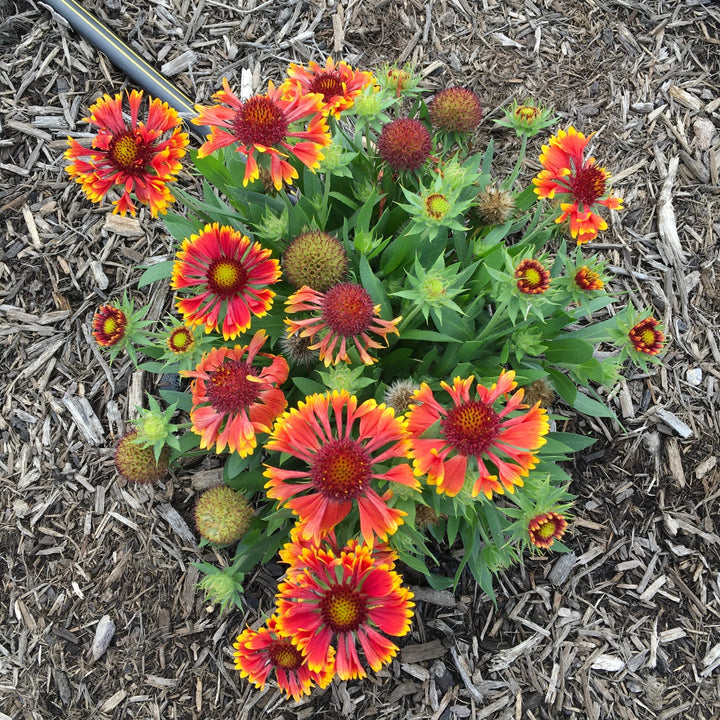 Gaillardia 'Copper Sun' ~ Spintop™ Copper Sun Blanket Flower-ServeScape