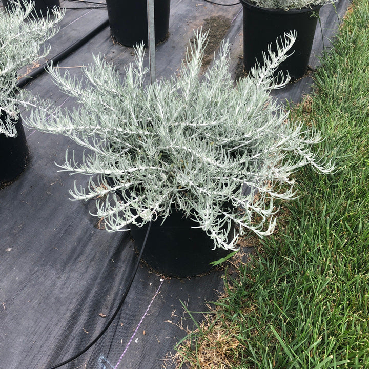 Helichrysum italicum 'Silver Threads' ~ Silver Threads Curry Plant-ServeScape