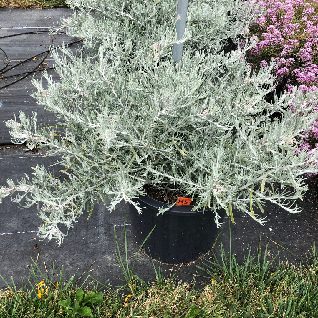 Helichrysum italicum 'Silver Threads' ~ Silver Threads Curry Plant-ServeScape