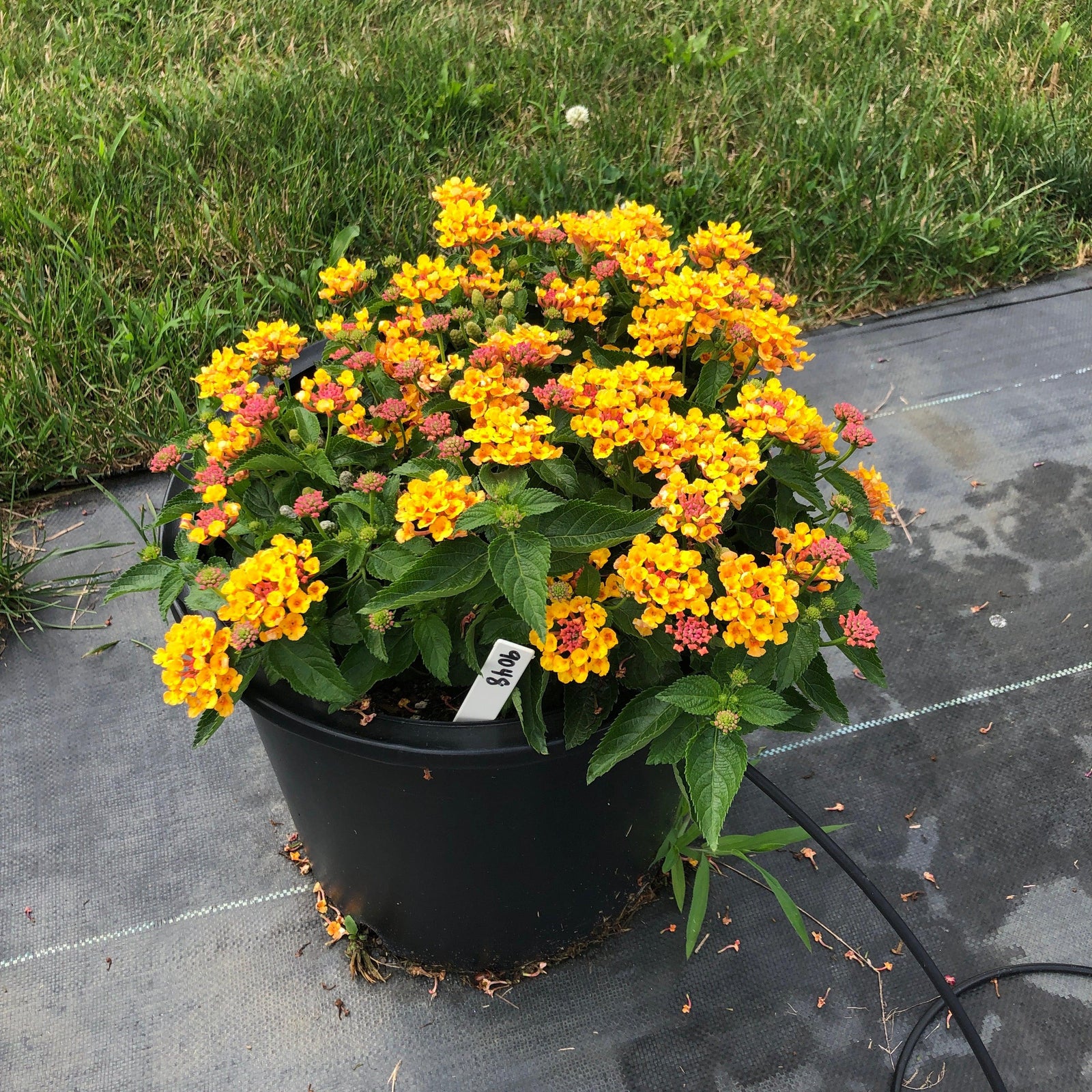 Lantana camara 'Ban Oran' ~ Bandana® Orange Lantana-ServeScape