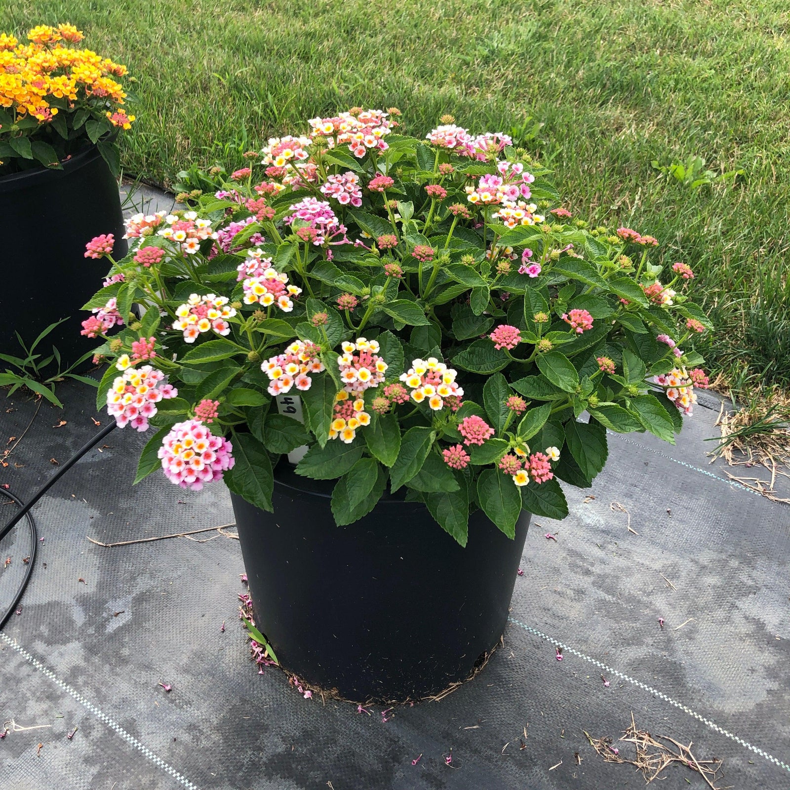 Lantana camara 'Bant Pin09' PP #20,555 ~ Bandana® Pink Improved Lantana-ServeScape