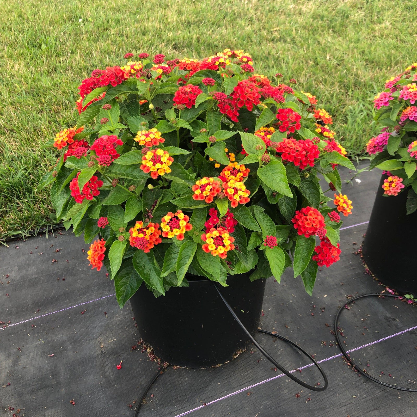 Lantana camara 'UF-1013A-2A' ~ Bloomify™ Red Lantana-ServeScape