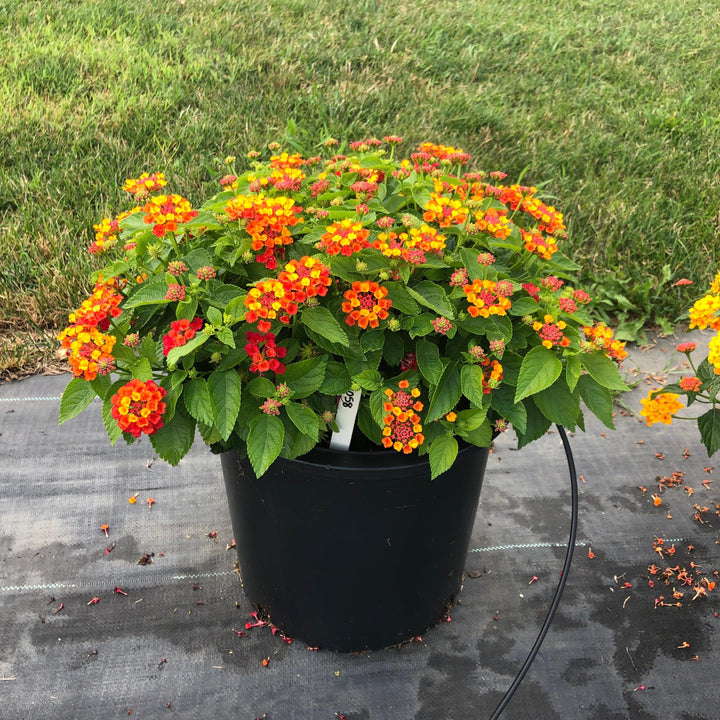 Lantana camara 'Hot Blooded' ~ Hot Blooded™ Lantana-ServeScape