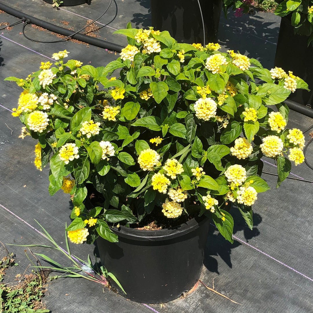 Lantana camara 'G12164' PP27,377 ~ PW® Luscious® Bananarama™ Lantana-ServeScape