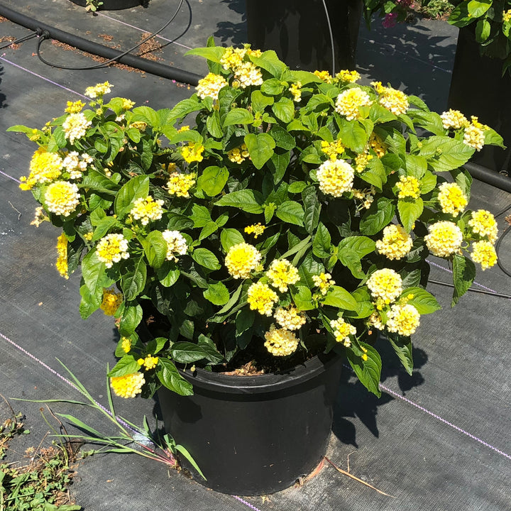 Lantana camara 'G12164' PP27,377 ~ PW® Luscious® Bananarama™ Lantana-ServeScape