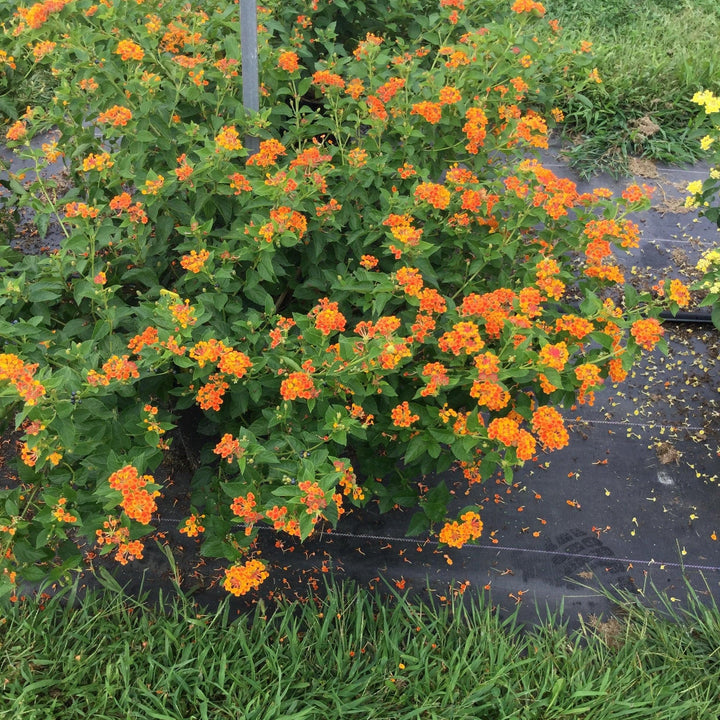 Lantana camara 'G12166' PP27,378 ~ PW® Luscious® Marmalade Lantana-ServeScape