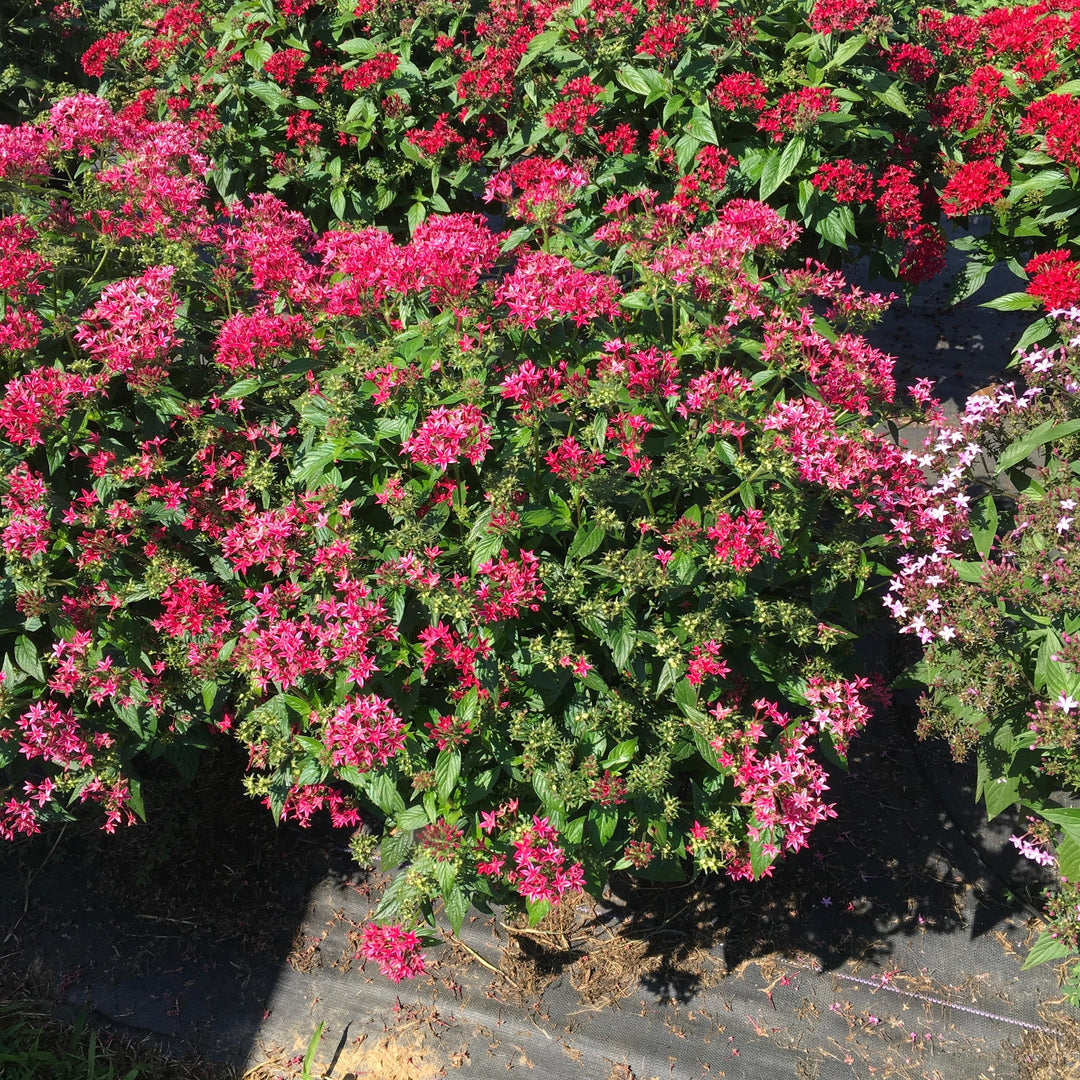 Pentas lanceolata 'Graffiti Flirty Pink' ~ Graffiti® Flirty Pink Star Flower-ServeScape