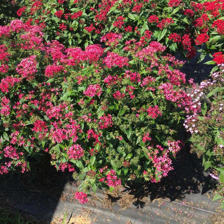 Pentas lanceolata 'Graffiti Flirty Pink' ~ Graffiti® Flirty Pink Star Flower-ServeScape