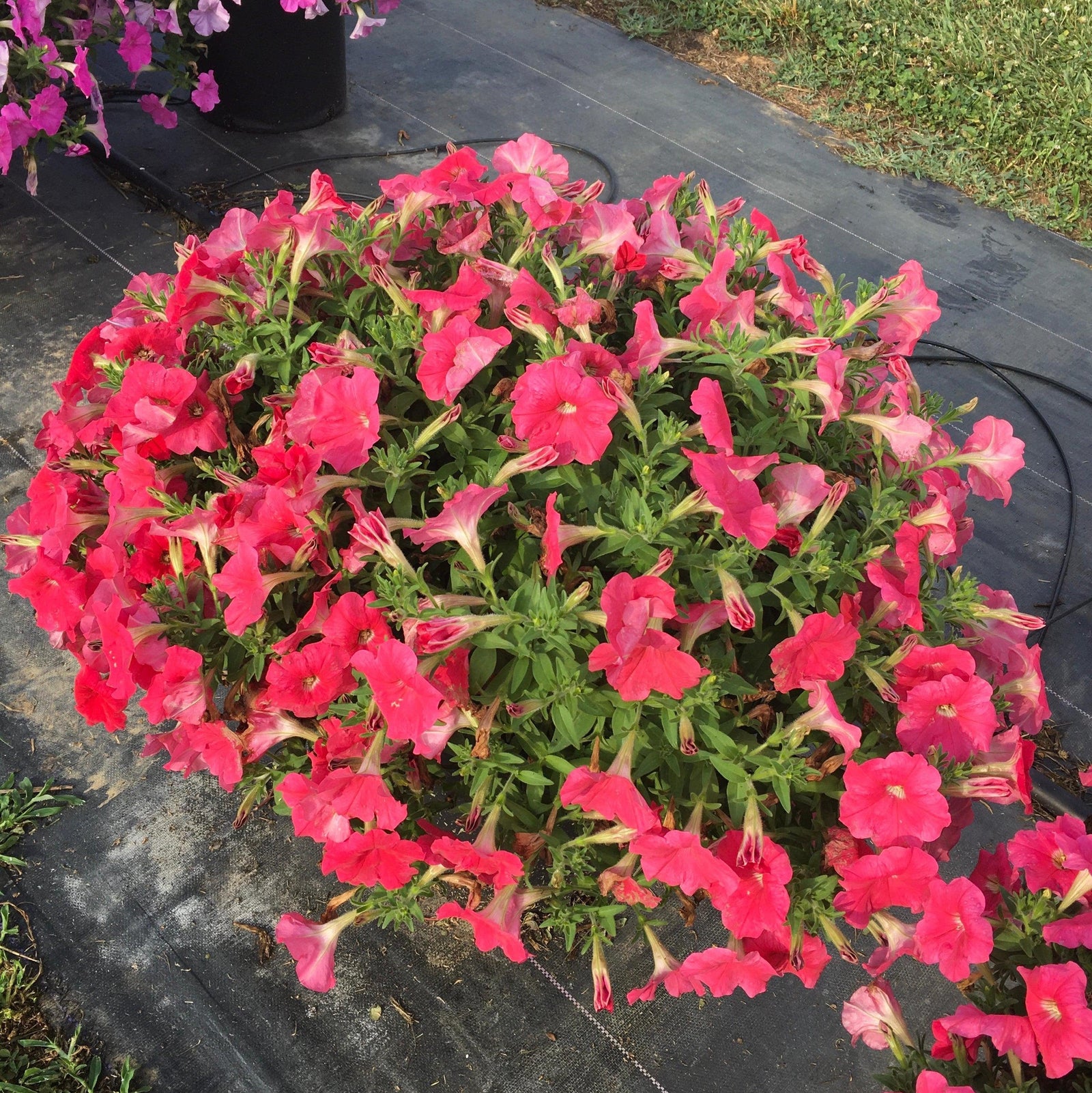 Petunia x 'PAS1483197' ~ E3 Easy Wave® Coral Spreading Petunia-ServeScape