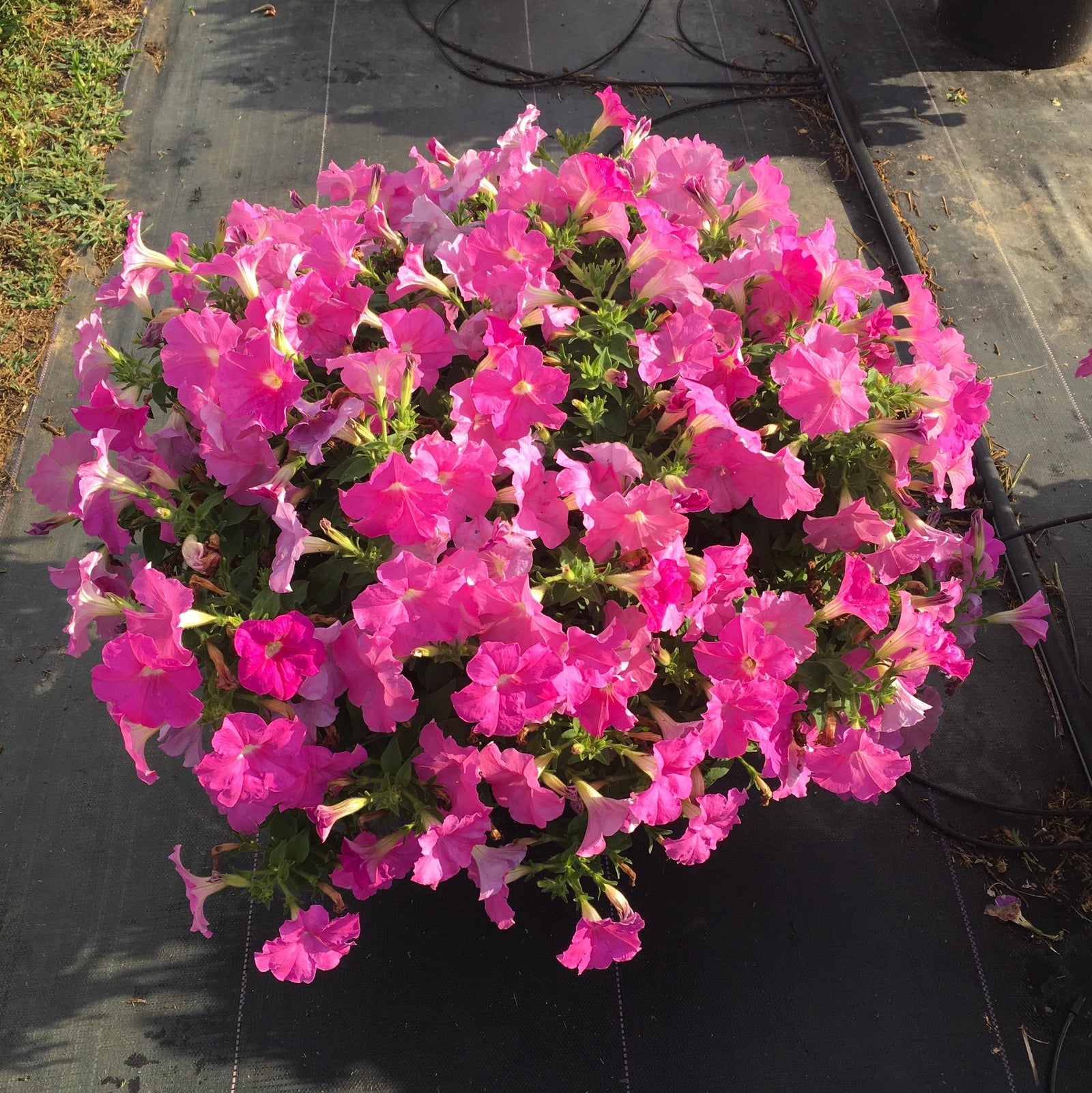 Petunia x 'PAS1302759' ~ E3 Easy Wave® Pink Spreading Petunia-ServeScape