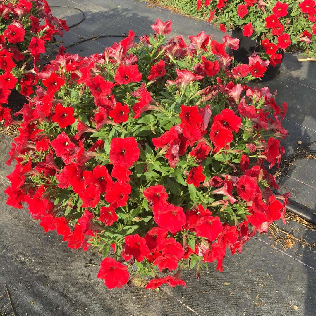 Petunia x 'PAS1360461' ~ E3 Easy Wave® Red Spreading Petunia-ServeScape