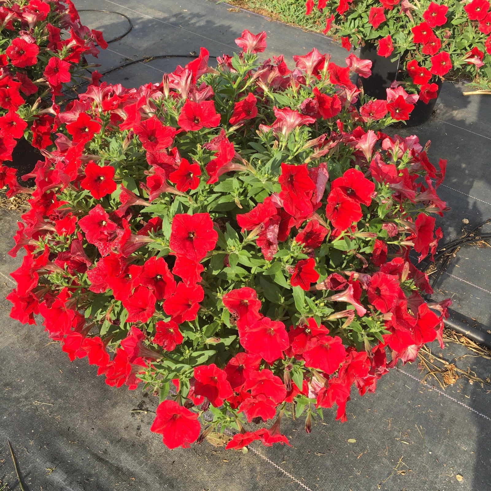Petunia x 'PAS1360461' ~ E3 Easy Wave® Red Spreading Petunia-ServeScape