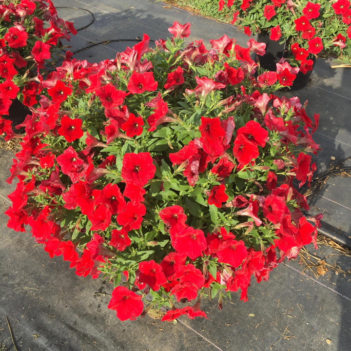 Petunia x 'PAS1360461' ~ E3 Easy Wave® Red Spreading Petunia-ServeScape
