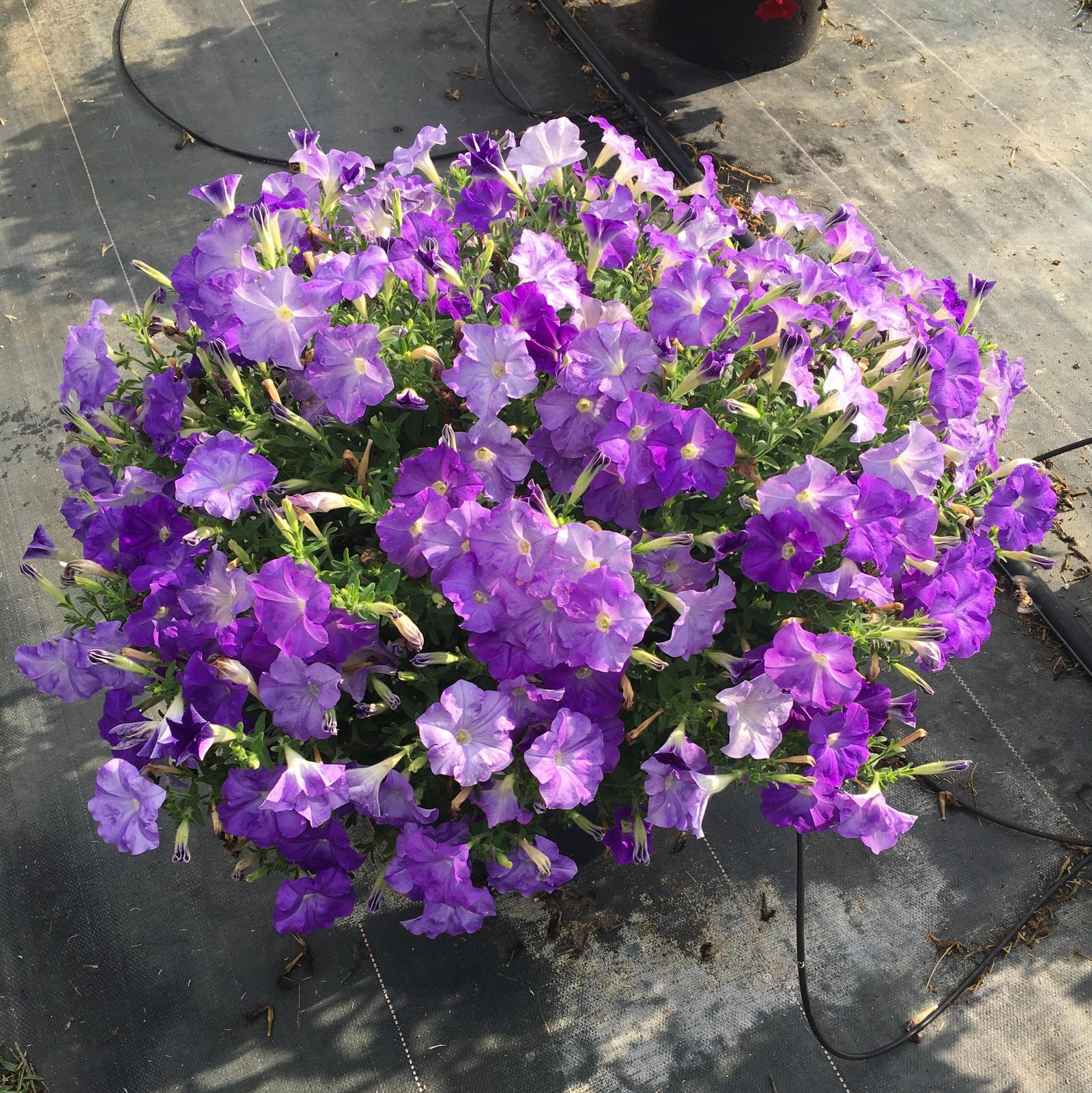 Petunia x 'PAS1397259' ~ E3 Easy Wave® Sky Blue Spreading Petunia-ServeScape