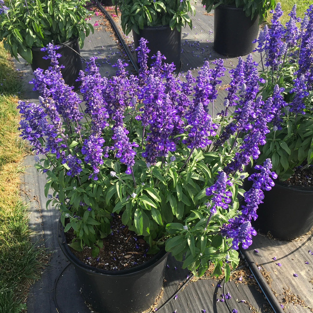 Salvia farinacea 'Deep Ocean' ~ Sallyfun™ Deep Ocean Salvia-ServeScape