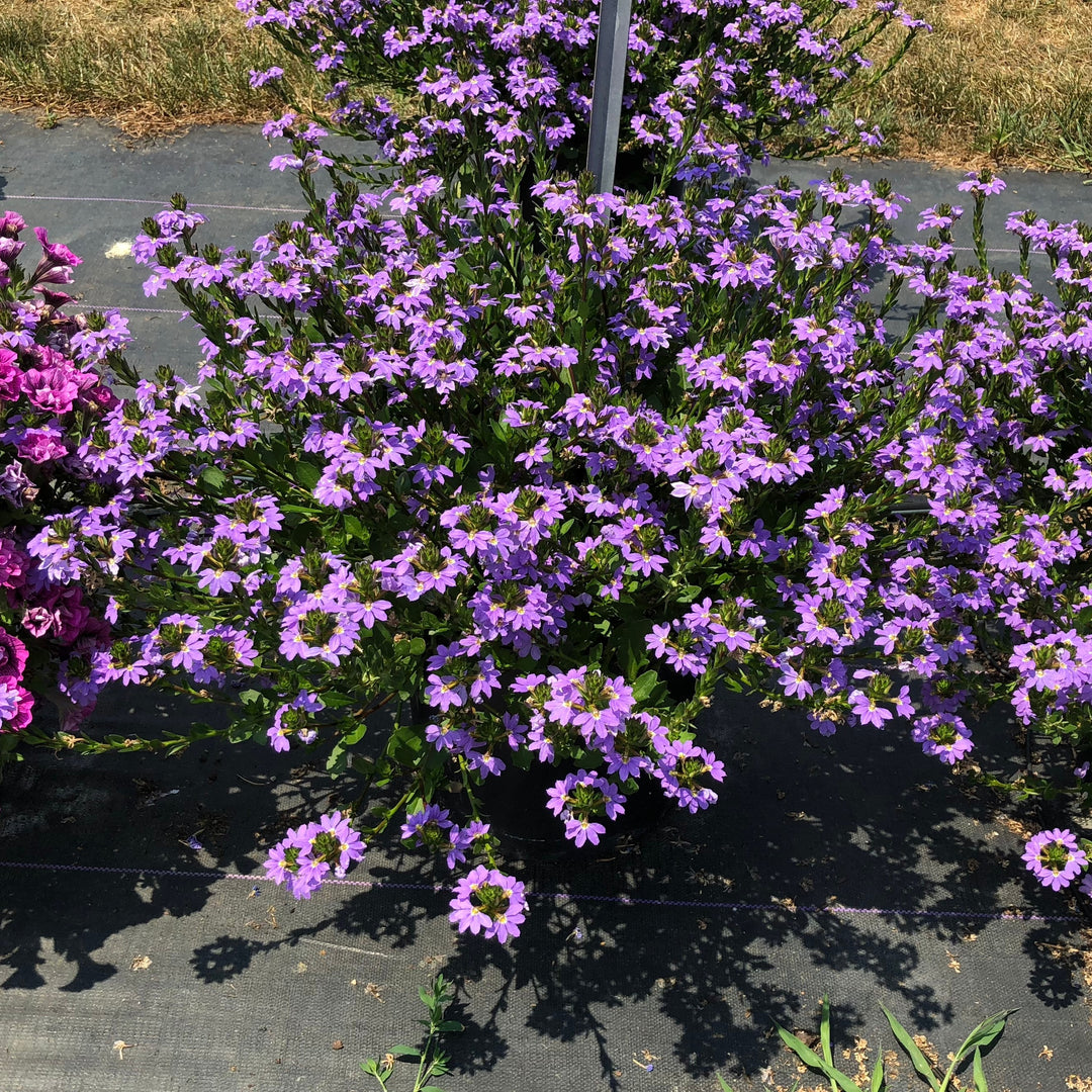Scaevola aemula 'Scampi Blue' ~ Scampi® Blue Fan Flower-ServeScape