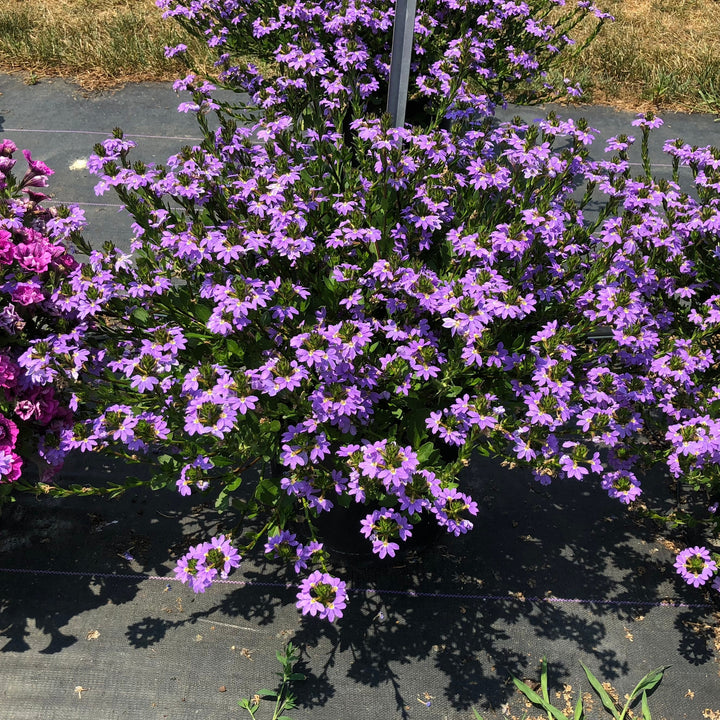 Scaevola aemula 'Scampi Blue' ~ Scampi® Blue Fan Flower-ServeScape