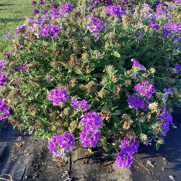 Verbena peruviana 'Balendluim' ~ EnduraScape™ Blue Verbena-ServeScape