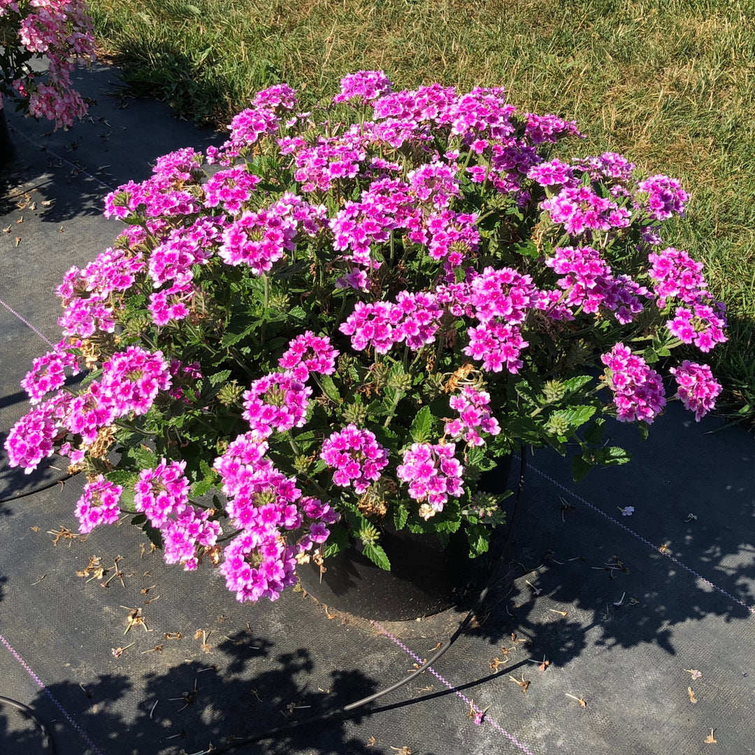 Verbena x hybrida 'Balendpibi' PP #28,455 ~ EnduraScape™ Pink Bicolor Verbena-ServeScape