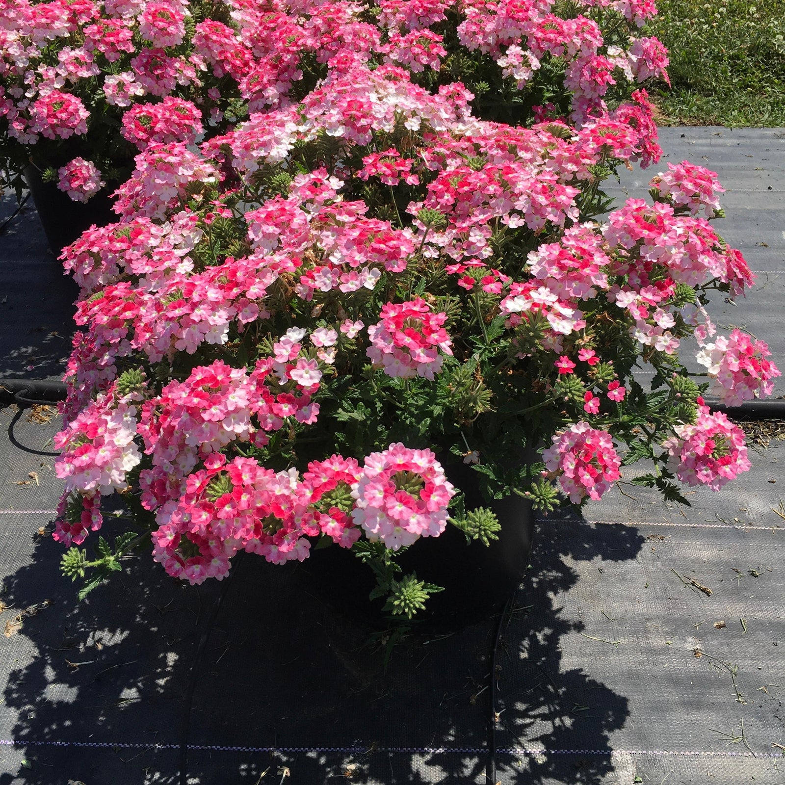 Verbena peruviana 'Balendinz' ~ EnduraScape™ Pink Fizz Verbena-ServeScape