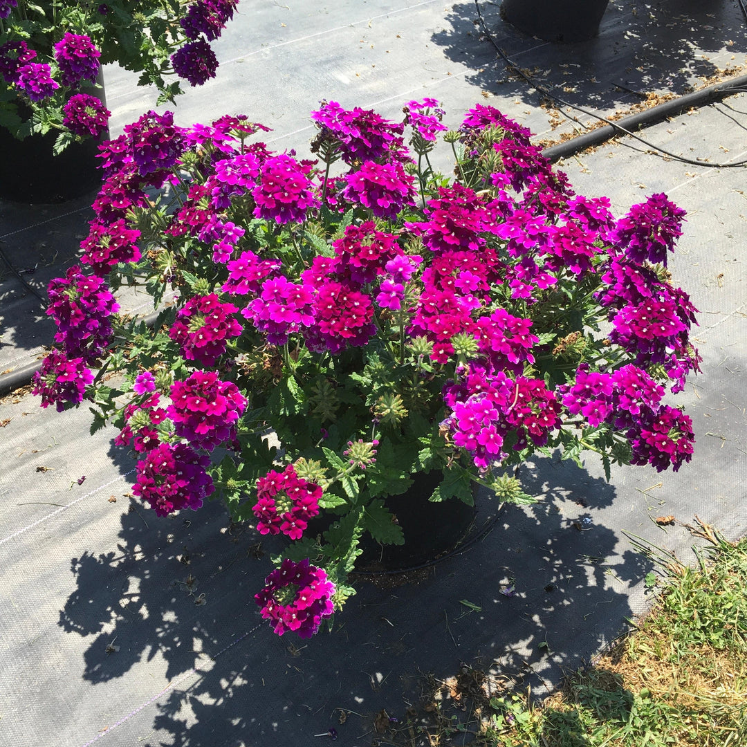 Verbena peruviana 'Balendurp' ~ EnduraScape™ Purple Verbena-ServeScape