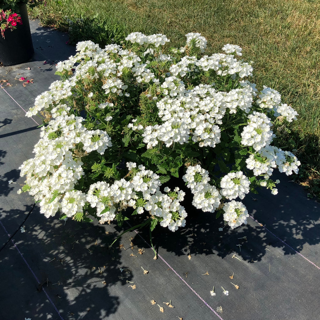 Verbena peruviana 'Balendwite' ~ EnduraScape™ White Verbena-ServeScape