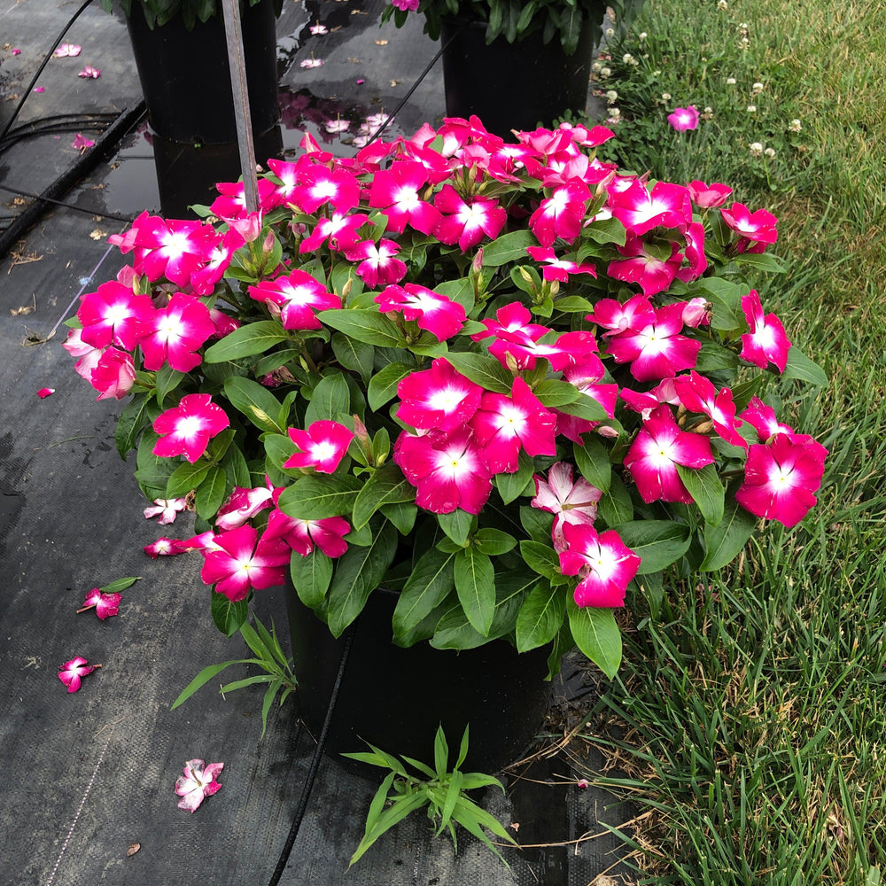 Catharanthus roseus 'Cora XDR Magenta Halo' ~ Cora® XDR Magenta Halo Vinca-ServeScape