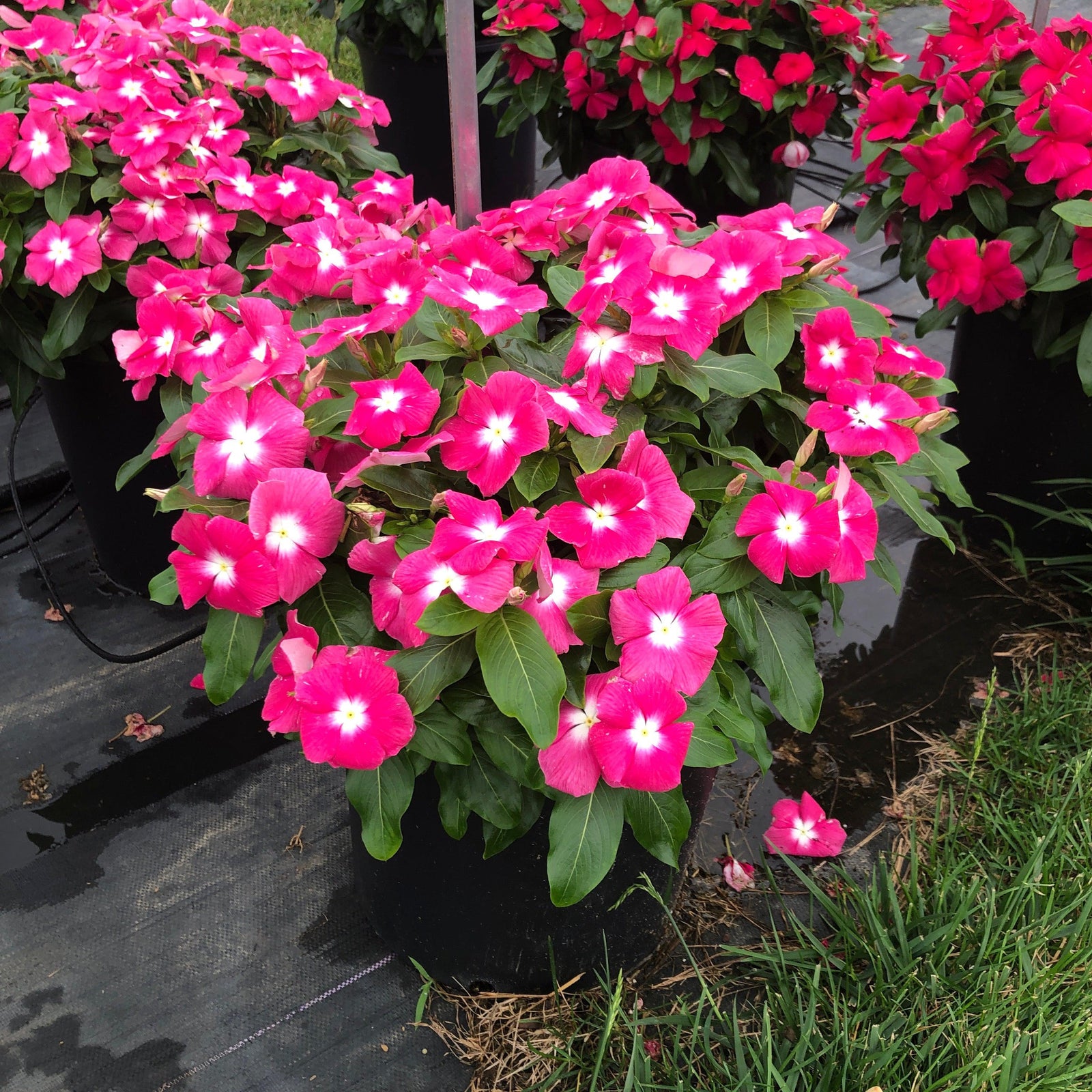 Catharanthus roseus 'Cora XDR Pink Halo' ~ Cora® XDR Pink Halo Vinca-ServeScape