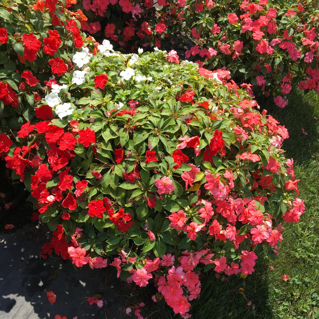 Impatiens walleriana 'Beacon Formula Mixture' ~ Beacon® Formula Mixture Impatiens-ServeScape