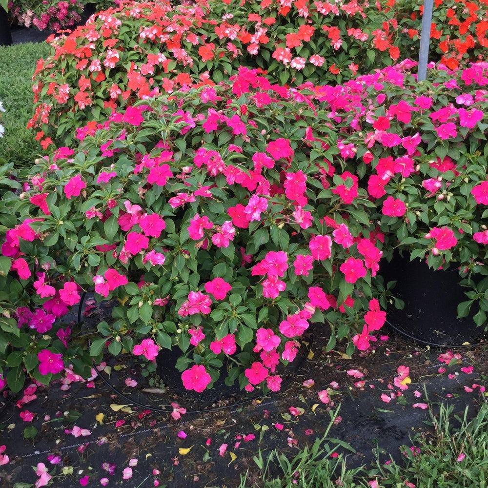 Impatiens walleriana 'PAS1377332' ~ Beacon® Rose Impatiens-ServeScape