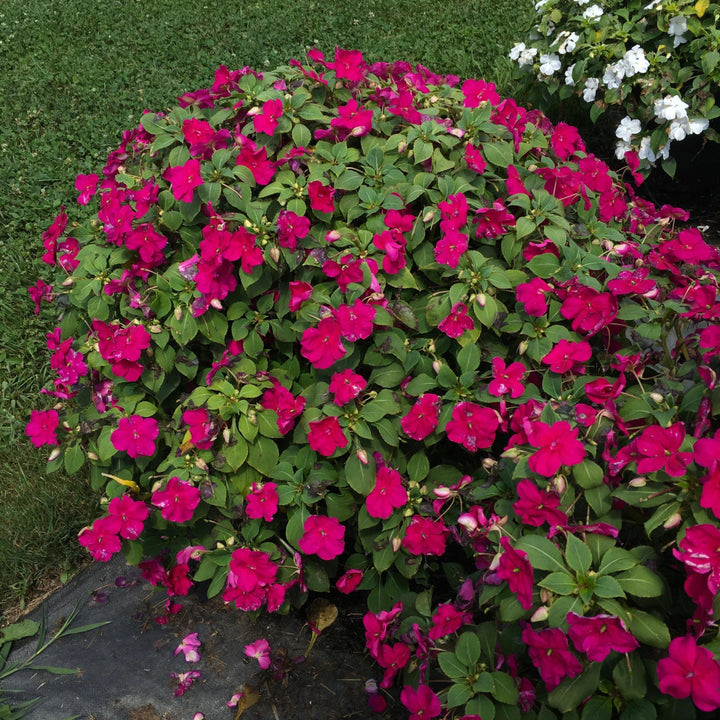 Impatiens walleriana 'PAS1357834' ~ Beacon® Violet Shades Impatiens-ServeScape